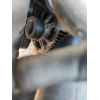 Recambio de alternador para bmw 5 (e39) 530 d referencia OEM IAM   