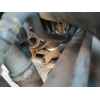 Recambio de alternador para bmw 5 (e39) 530 d referencia OEM IAM   
