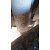 Recambio de amortiguador trasero derecho para chevrolet cruze hatchback (j305) 1.7 d referencia OEM IAM   